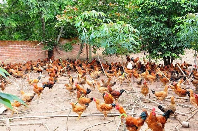 Chăn nuôi gà là một trong những nghề làm giàu ở nông thôn nhanh chóng