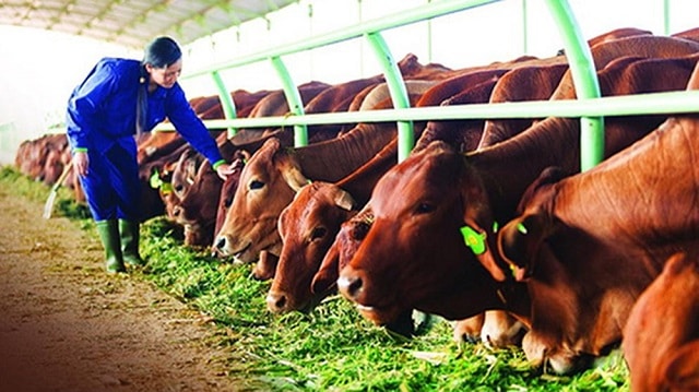 Mô hình chăn nuôi bò được rất nhiều hộ gia đình nông thôn áp dụng