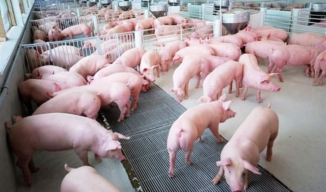 Những nghề làm giàu ở nông thôn - Chăn nuôi lợn